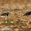 Kamenacek pestry - Arenaria interpres - Ruddy Turnstone 8576